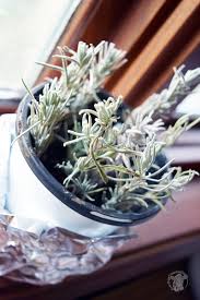 Image result for lavender cuttings