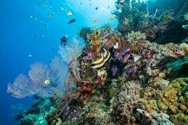 The water is two different shade of blue. Why You Should Visit The Great Barrier Reef Real Word Blog
