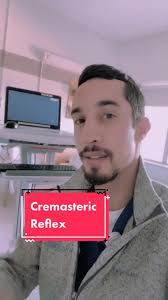 Image result for Cremasteric Reflex