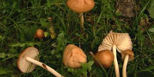 Le Mousseron Ou Plutot Le Faux Mousseron Champignon Des Pres
