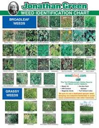 Don't be put off if weeds start to grow in your garden from time to time. Weed Identification