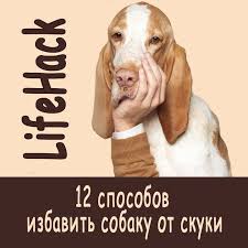 pin auf smartnose razvivayushie igrushki dlya zhivotnyh