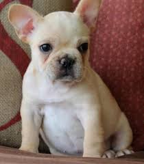 While french bulldogs originally had floppy, rosebud ears, today's french bulldog standards are for them to have what are called bat ears (they stand straight up). Akc French Bulldog Puppies For Sale In Milwaukee Wisconsin Classified Americanlisted Com