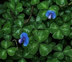 Image result for Tetradenia tanganyikae
