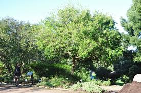 Image result for Zanthoxylum capense