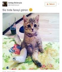 Anlamli Dusundurucu Eglenceli Guzel Komik Konusan Resimler Konusan Resimler Www Kizlarins Cute Kittens Komik Bebekler Komik Kedi Resimleri