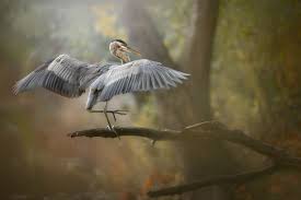 Dave Sandford @davesandford Photographer based in Canada