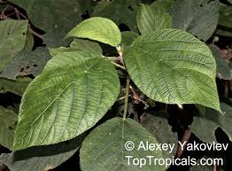 Image result for Urera