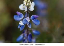 Image result for Lupinus mexicanus