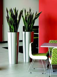Sansevieria Futura Superba Bodenvasen Haus Dekoration Zimmerpflanzen