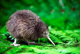 A tasty treat that's good for you too!discover the world with travel kids! National Bird Of New Zealand Kiwi Bird Bird Flightless Bird