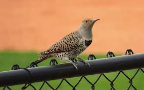 Find another word for flicker. How To Know The Birds No 18 Flickers In The Flick Of A Tongue American Birding Association