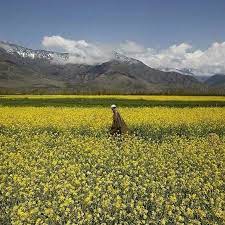 男子走在 芥菜田 mustard field 中 斯利那加srinagar 是印度india 最北邦 查謨 克什米爾邦 的首府 每年3 4月盛開的鬱金香 芥菜花田是其重要的旅遊景點之一 當地3月平均溫度約9 今年3月21日春分以來均溫 favorite places spaces