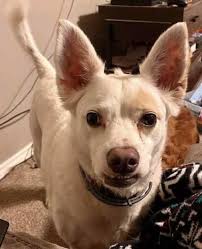 Lost cat near 12th and Cherokee, Russian blue named kitty girl