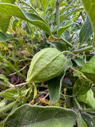 Image result for Physalis viscosa