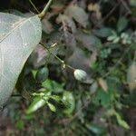 Image result for Pouchetia