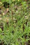 Image result for Pseudognaphalium luteo-album