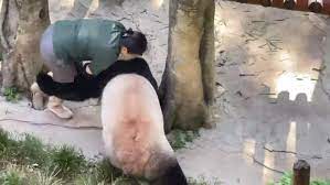 Gấu trúc điên cuồng tấn công người chăm sóc - Ngôi sao