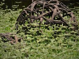 Image result for Dactyloctenium australe