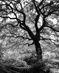 Check spelling or type a new query. Big Tree In A San Antonio Park Overlooking The Riverwalk Photograph Keith Dotson Photography