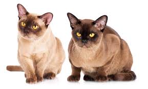 Burmese Cat Breed Profile Cat World