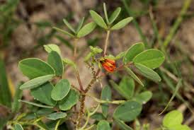 Image result for Chamaecrista absus