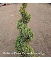 Poshmark makes shopping fun, affordable & easy! Conifers Juniperus Ch Blue Point Spiral Urban Tree Farm Nursery