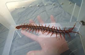 Image result for Sartidia angolensis