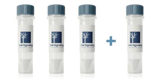 CST Antibodies