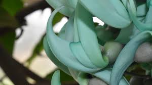 Image result for Strongylodon macrobotrys