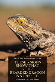 5 Signs That Show That Your Bearded Dragon Is Stressed Bearded Dragon Bearded Dragon Habitat Bearded Dragon Care