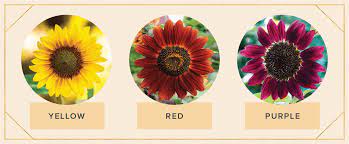 Wildflower painting original orange flowers painting landscape floral art palette knife art colorful large wall art mixed flower seed thrown onto tilled ground. 16 Sunflower Facts That Are So Sweet Proflowers Blog