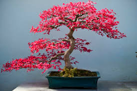 Check spelling or type a new query. 43 Pink Bonsai Trees