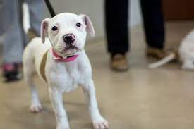 Pin on dogs for adoption. Mn Better Business Bureau Warns Of A Wave Of Puppy Scams Mpr News