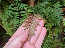 Image result for Pleopeltis  × simiana