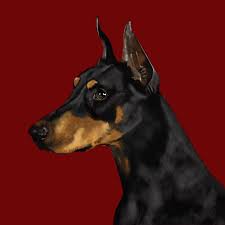Sleek and powerful, possessing both a magnificent physique and keen intelligence, the doberman pinscher is one of dogkind's noblemen. Doberman Pinscher On Red Dogone Art Paintings Prints Animals Birds Fish Dogs Puppies Doberman Pinscher Artpal