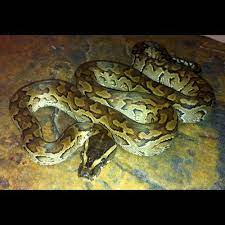 Pin On Pythons