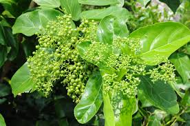 Image result for Premna serratifolia
