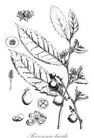 Image result for Rawsonia