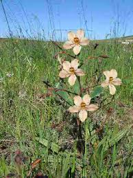 Image result for Wachendorfia