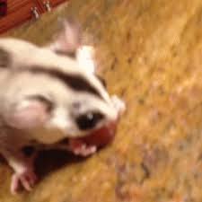 The best gifs are on giphy. Memebase Sugar Glider All Your Memes In Our Base Funny Memes Cheezburger