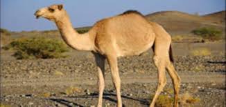 معلومات عن الجمل - أصداء