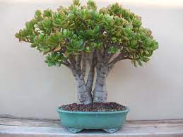 The plant originates from eastern south africa and mozambique. Muda De Planta Jade Crassula Ovata Mini Arvore Bonsai Mercado Livre