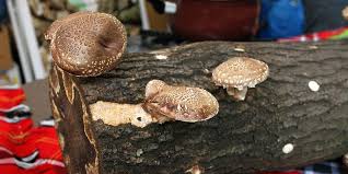 Inoculation for mushroom farming inoculation on a commercial mushroom farm varies depending on the substrate. How To Grow Mushrooms On Logs The Ultimate Guide Grocycle