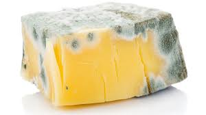Does A Little Mold Spoil The Whole Block Of Cheese Moldy Cheese Block Of Cheese Cheese Nutrition