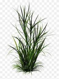Ornamental Grass Others Grass Plant Stem Flower Png Flower Garden Decorations Flower Border Rose Flower Arrangements
