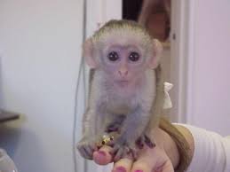 Gorgeous Capuchin Monkeys Ready For Adoption Free Classifieds Pet Monkey Monkeys For Sale Capuchin Monkey