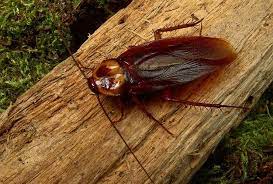 Maybe you would like to learn more about one of these? Spencer Pest Servicessmokey Brown Roaches Spencer Pest Services