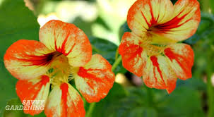 See more ideas about vegetable garden, garden, veggie garden. Four Flowers For The Vegetable Garden