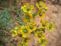 Fiori gialli giardino from 3.bp.blogspot.com. Fiori Selvatici Della Sardegna Hobbydonna It